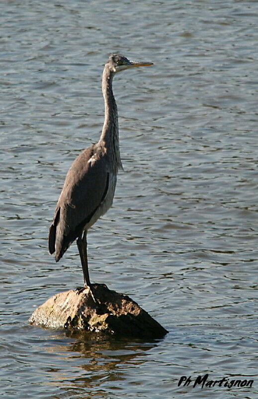 Grey Heron