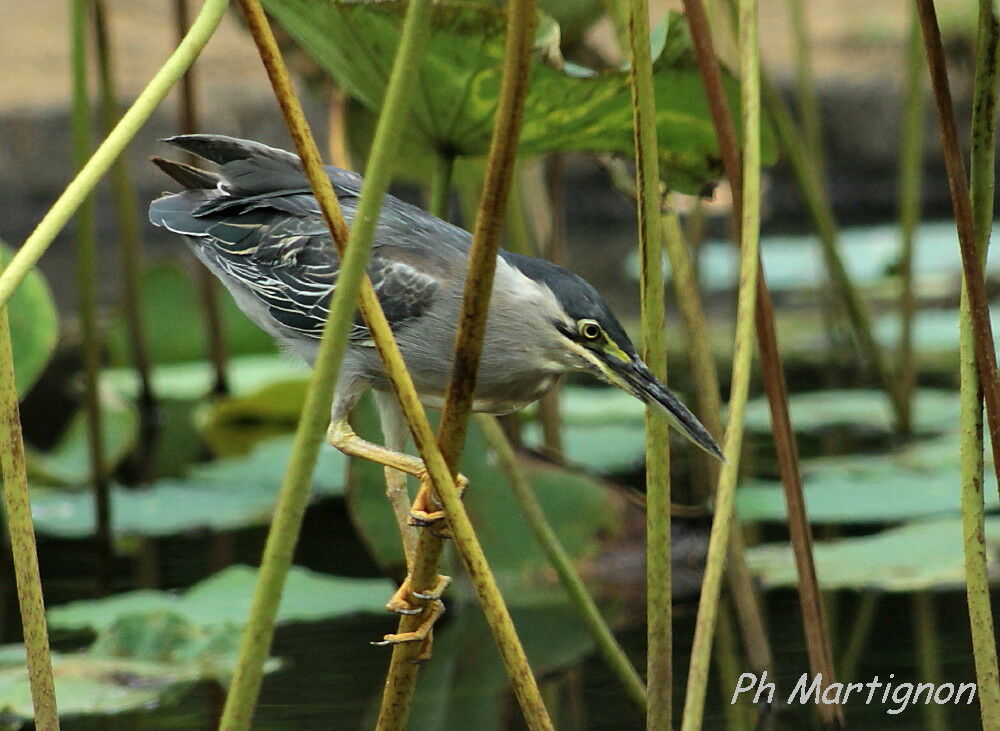 Little Heron, identification, fishing/hunting