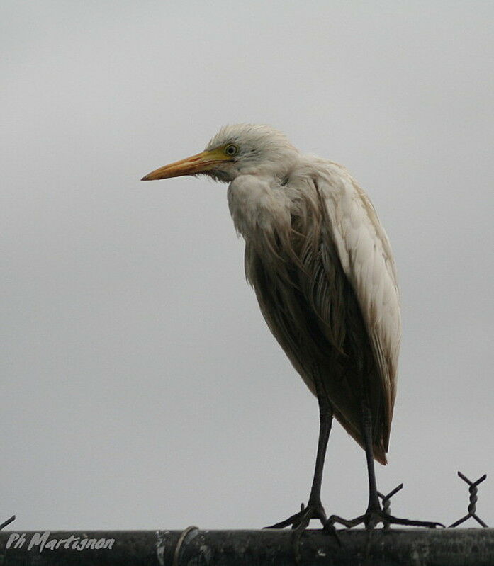 Western Cattle Egret