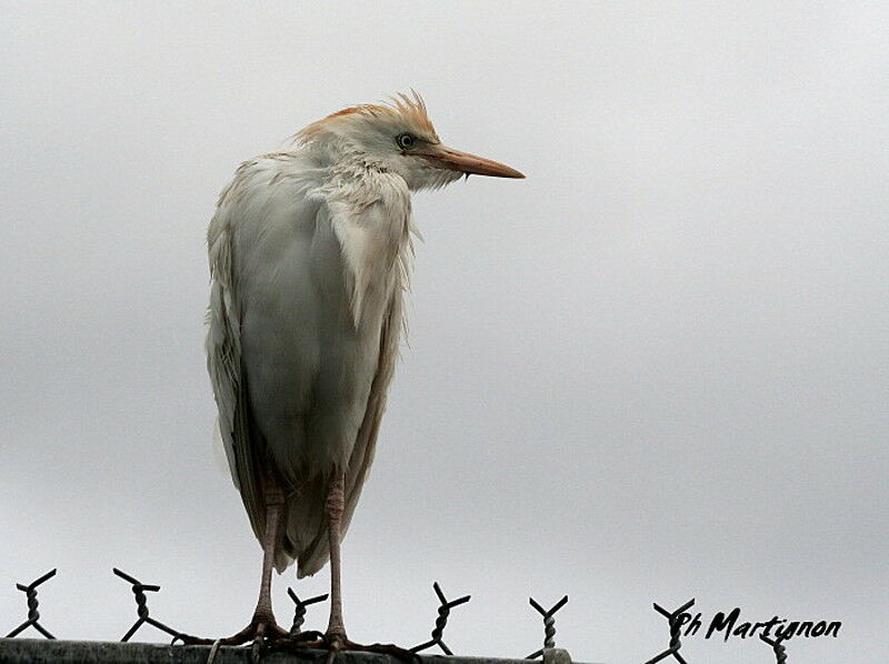 Western Cattle Egret