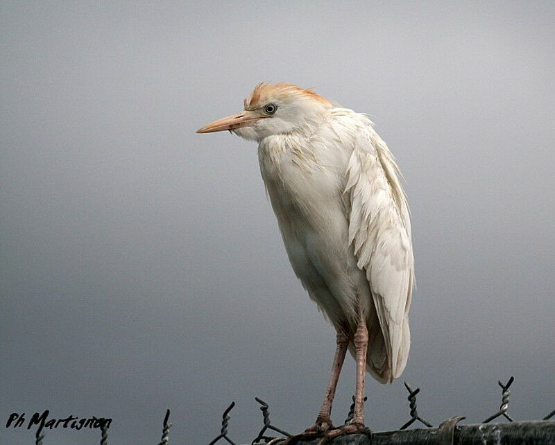 Western Cattle Egret