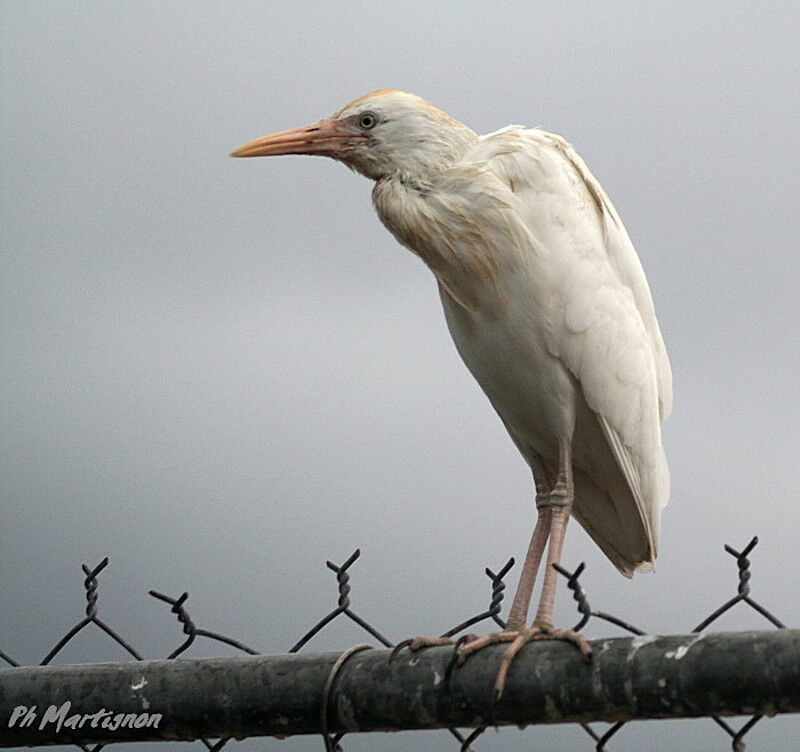 Western Cattle Egret