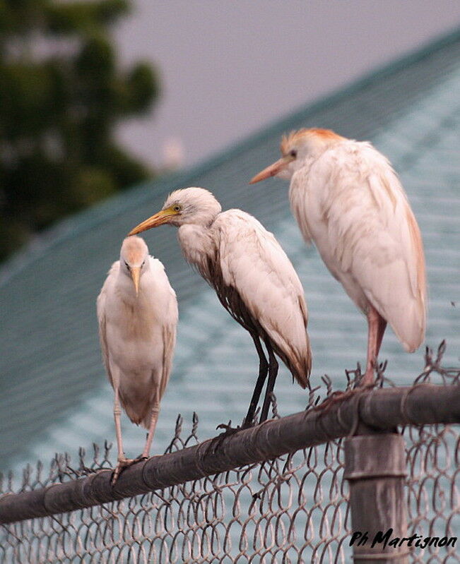 Western Cattle Egret