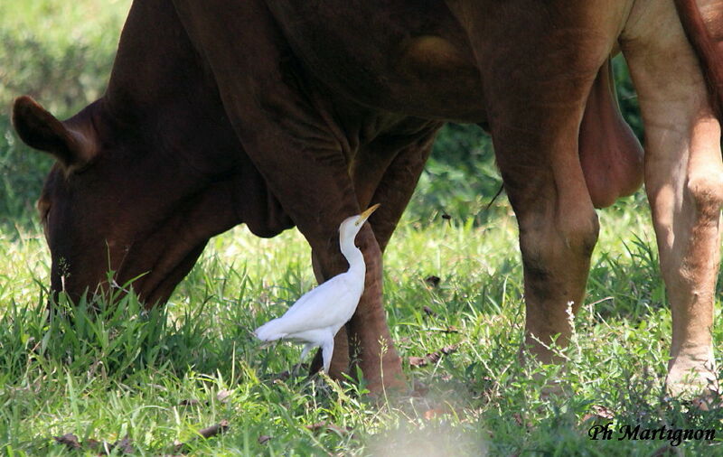 Western Cattle Egret