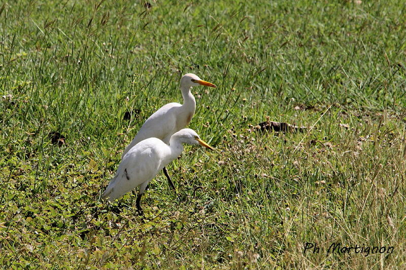 Western Cattle Egret