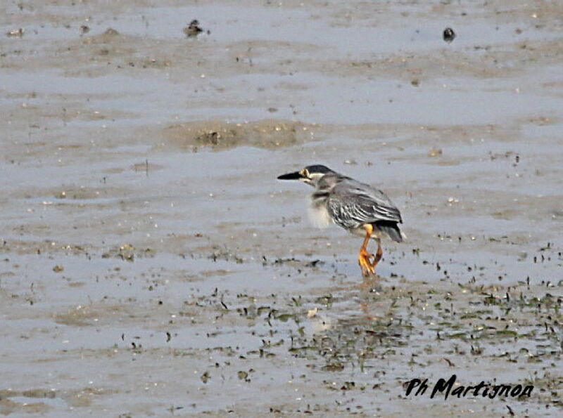 Striated Heron