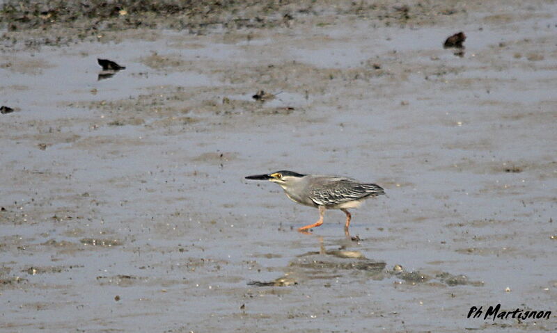 Striated Heron