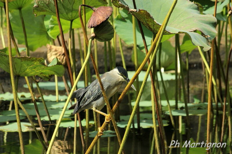 Héron strié, identification, pêche/chasse