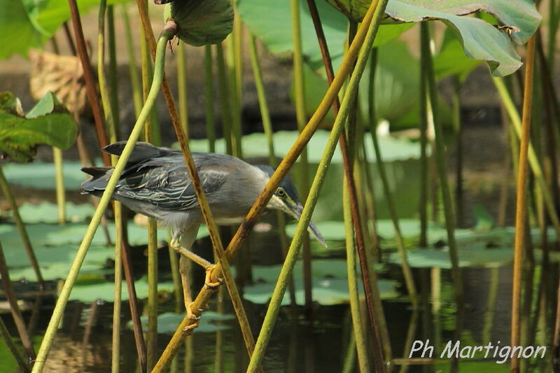 Striated Heron, identification, fishing/hunting