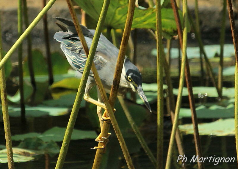 Striated Heron, identification, fishing/hunting