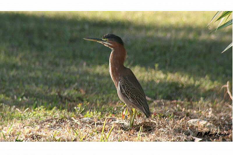 Green Heron, identification