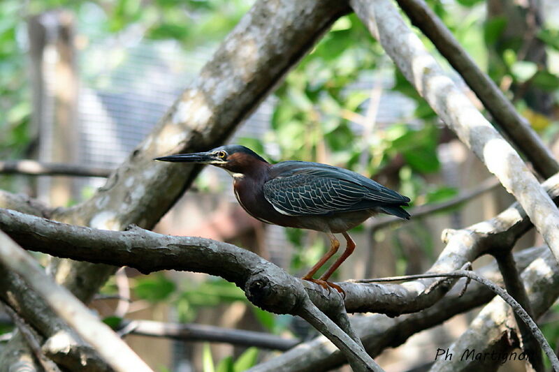 Héron vert, identification