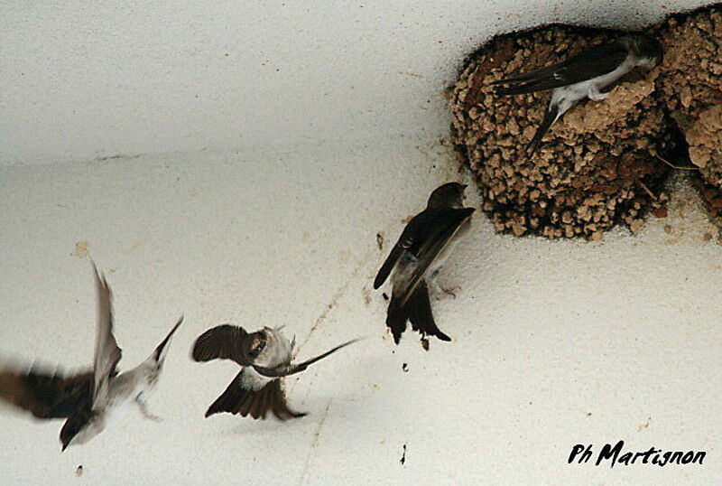 Western House Martin