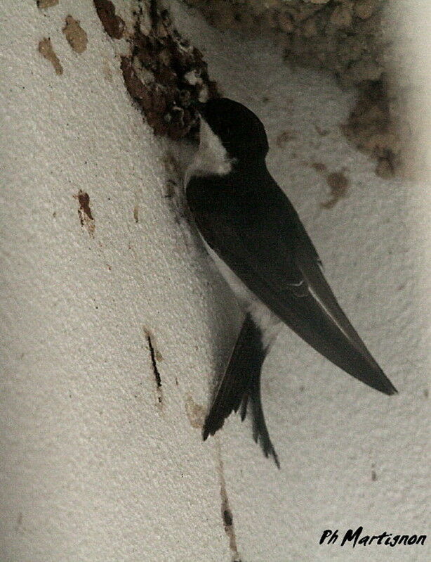 Western House Martin