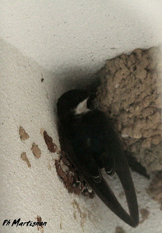 Western House Martin