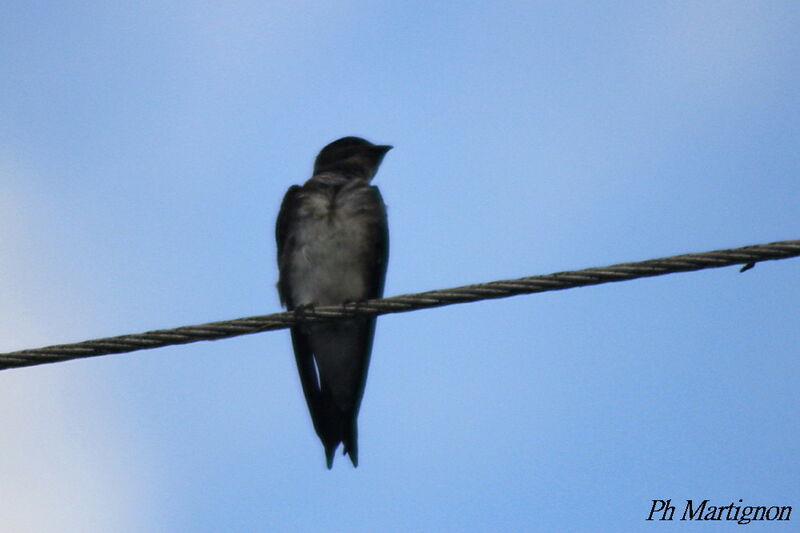 Sand Martin