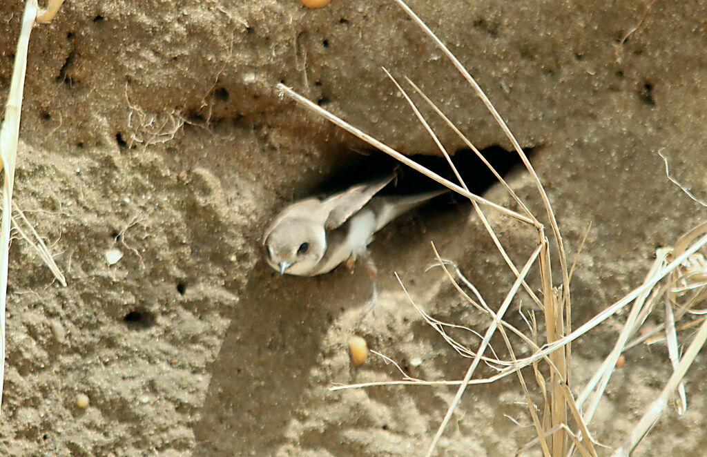 Hirondelle de rivage, identification