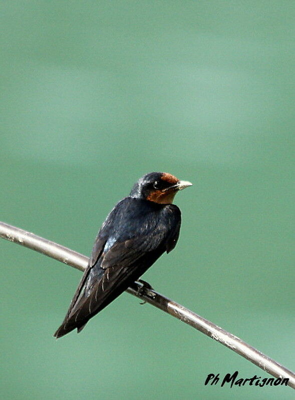 Hirondelle de Tahiti