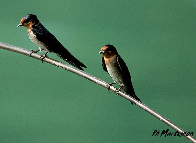 Hirondelle de Tahiti