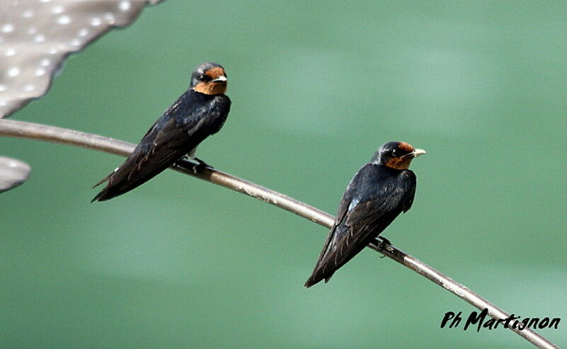 Hirondelle de Tahiti