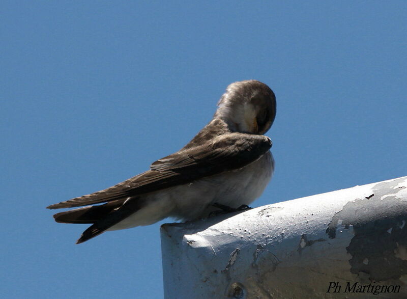 Mangrove Swallow, identification