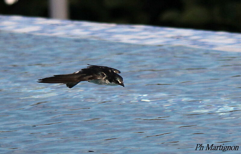 Mangrove Swallow, Flight