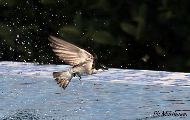 Mangrove Swallow, Flight