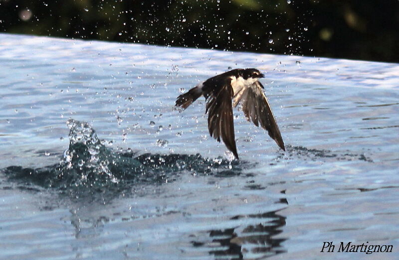 Mangrove Swallow, Flight