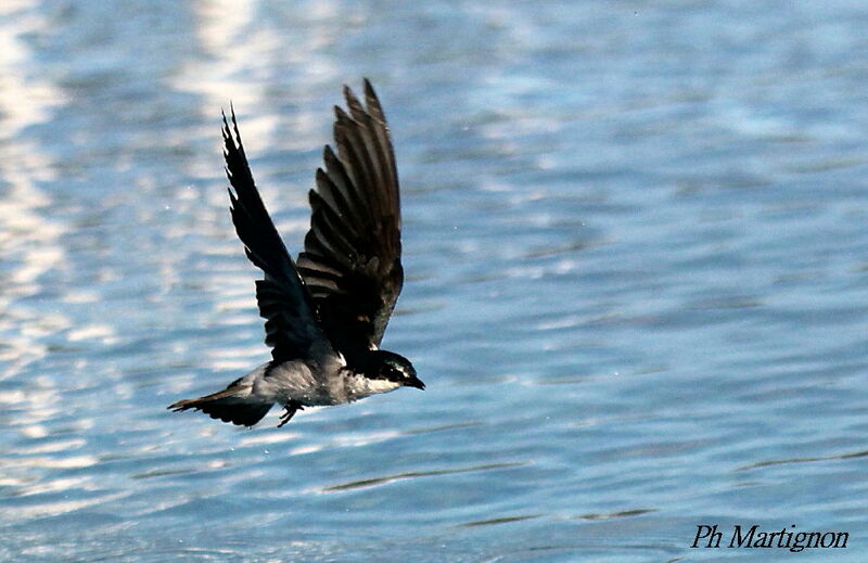 Mangrove Swallow, Flight