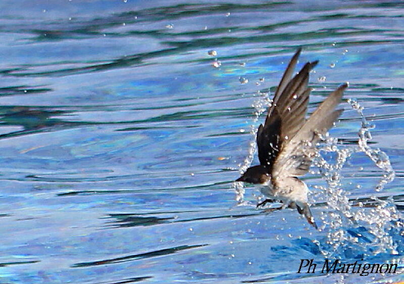 Mangrove Swallow, identification, Flight, drinks