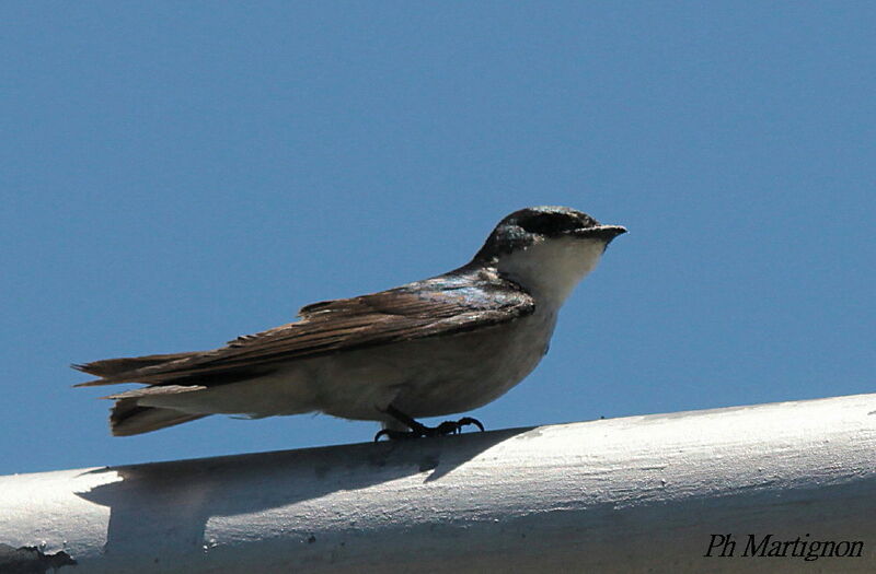 Mangrove Swallow, identification