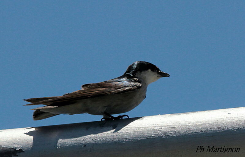 Mangrove Swallow, identification