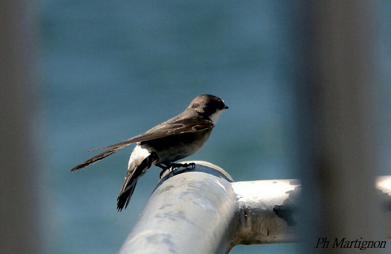 Mangrove Swallow, identification