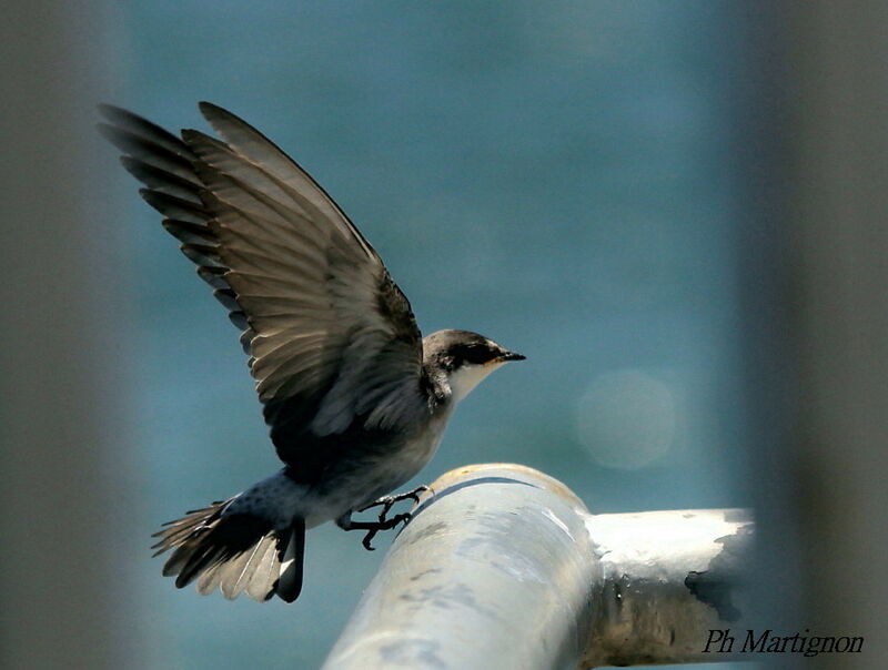 Mangrove Swallow, identification