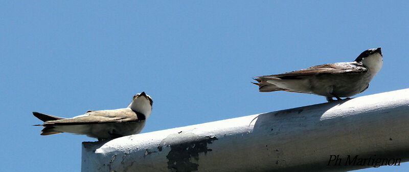 Mangrove Swallow, identification