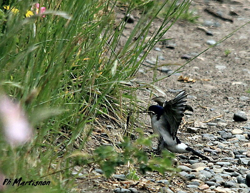 Chilean Swallow