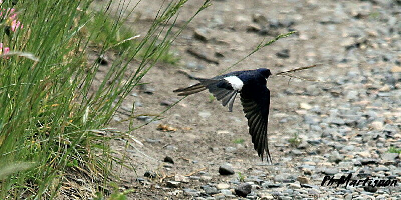 Chilean Swallow