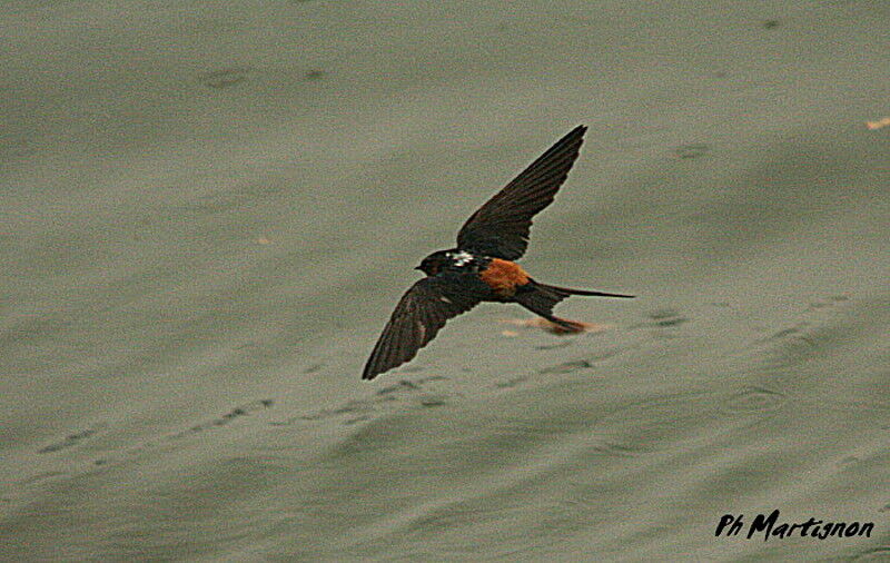 Hirondelle rousseline, Vol