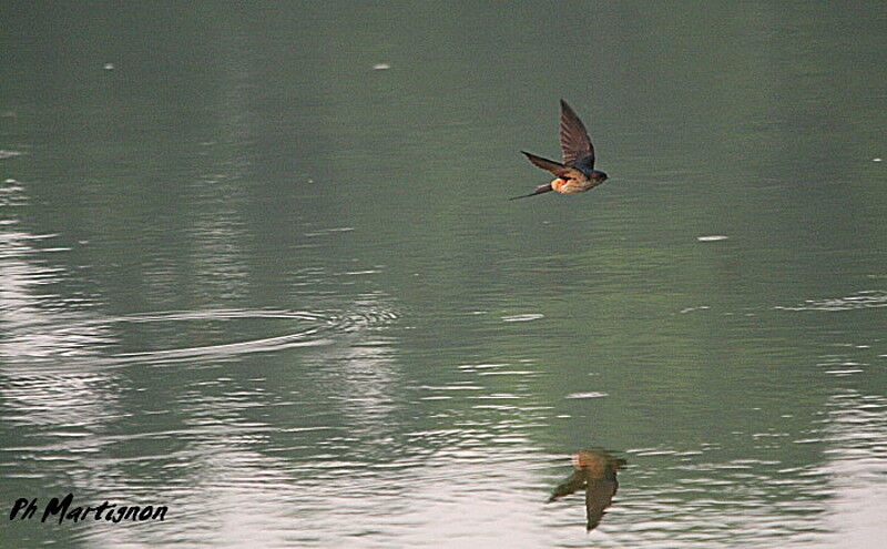 European Red-rumped Swallow, Flight