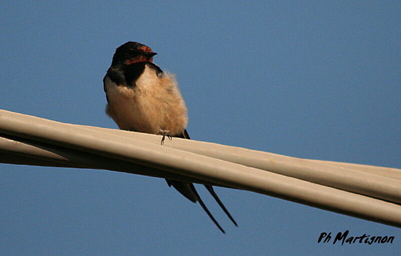 Barn Swallow