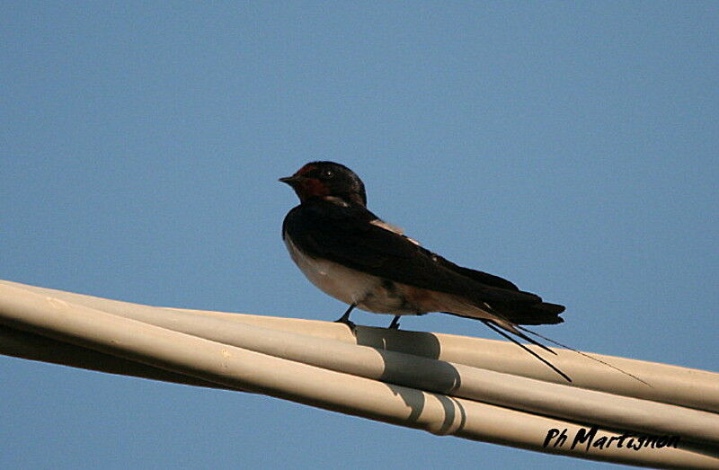 Barn Swallow