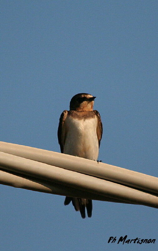 Barn Swallow