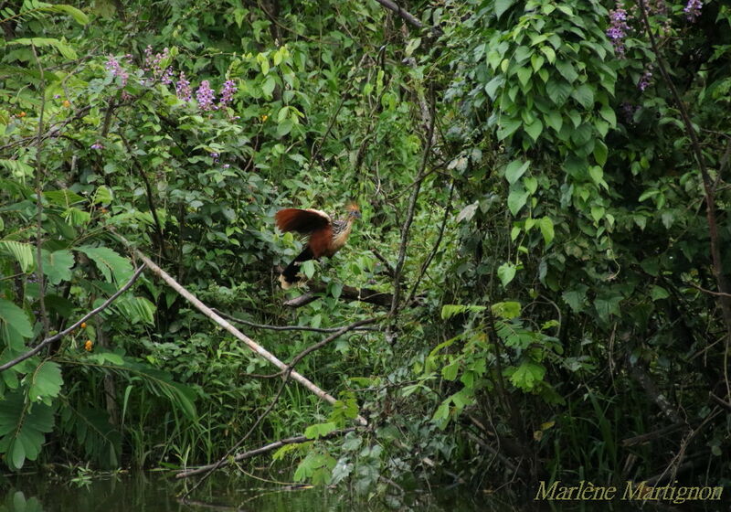 Hoatzin, identification