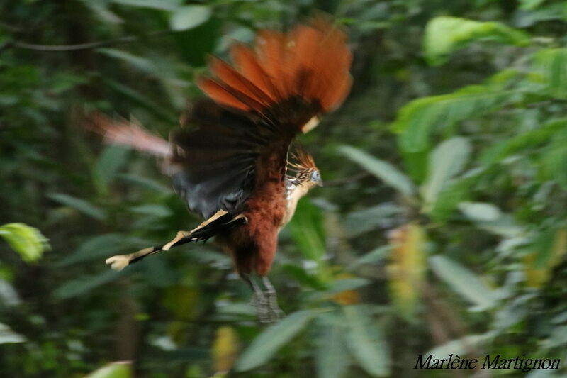 Hoatzin, Flight