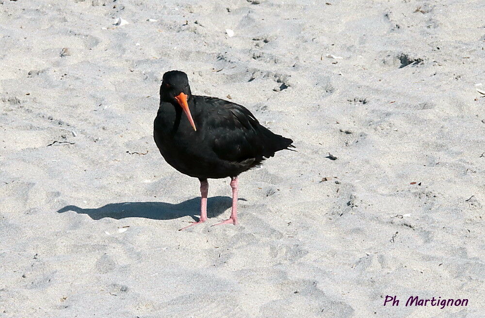 Huîtrier à long bec