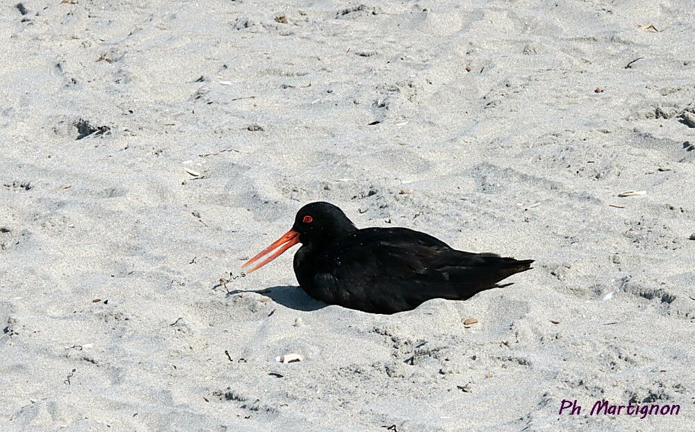 Huîtrier à long bec, identification