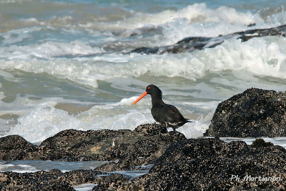 Huîtrier à long bec, identification