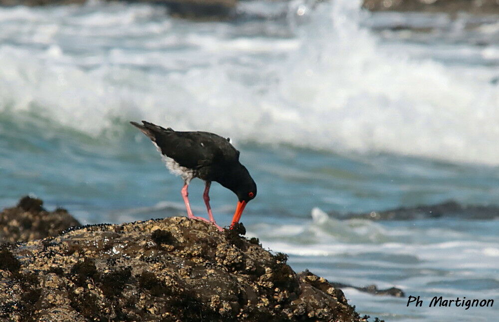 Huîtrier à long bec, identification