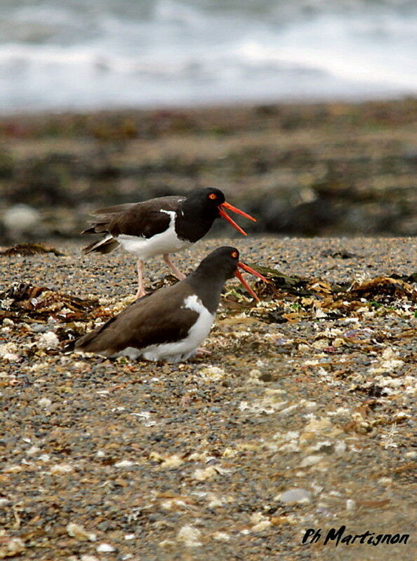 American Oystercatcher