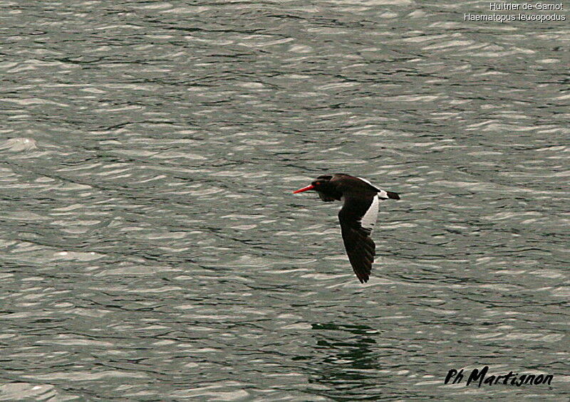 Magellanic Oystercatcher